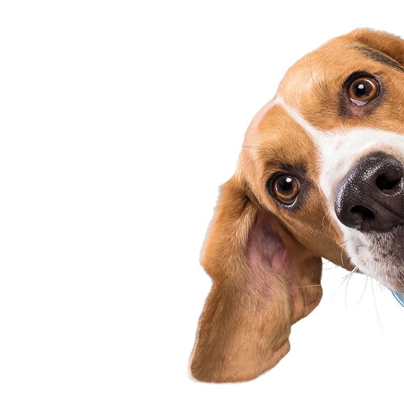 Car Sticker Beagle Dog Pet Animal Waterproof Vinyl Decal Car Accessories Decor Pegatinas Para Coche