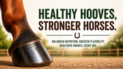 The Hidden Truth About Horse Hoof Care Most Owners Ignore