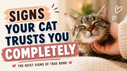 Signs Your Cat Trusts You Completely