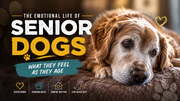 The Emotional Life of Senior Dogs: What They Feel As They Age