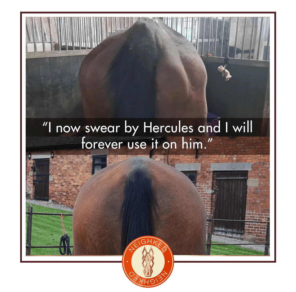 HERCULES – EQUINE MUSCLE FUNCTION & CONSTRUCTION