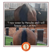 HERCULES – EQUINE MUSCLE FUNCTION & CONSTRUCTION