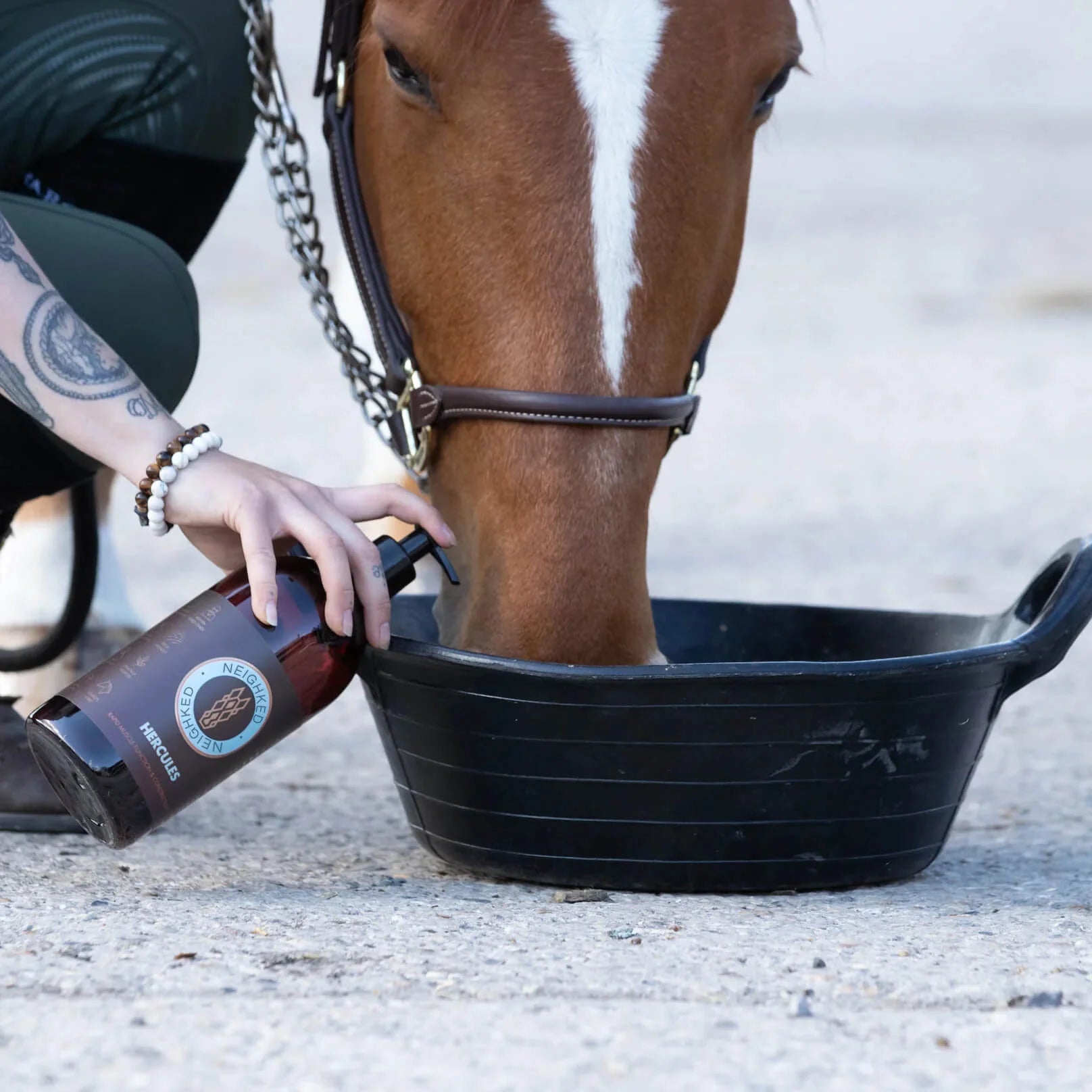 HERCULES – EQUINE MUSCLE FUNCTION & CONSTRUCTION