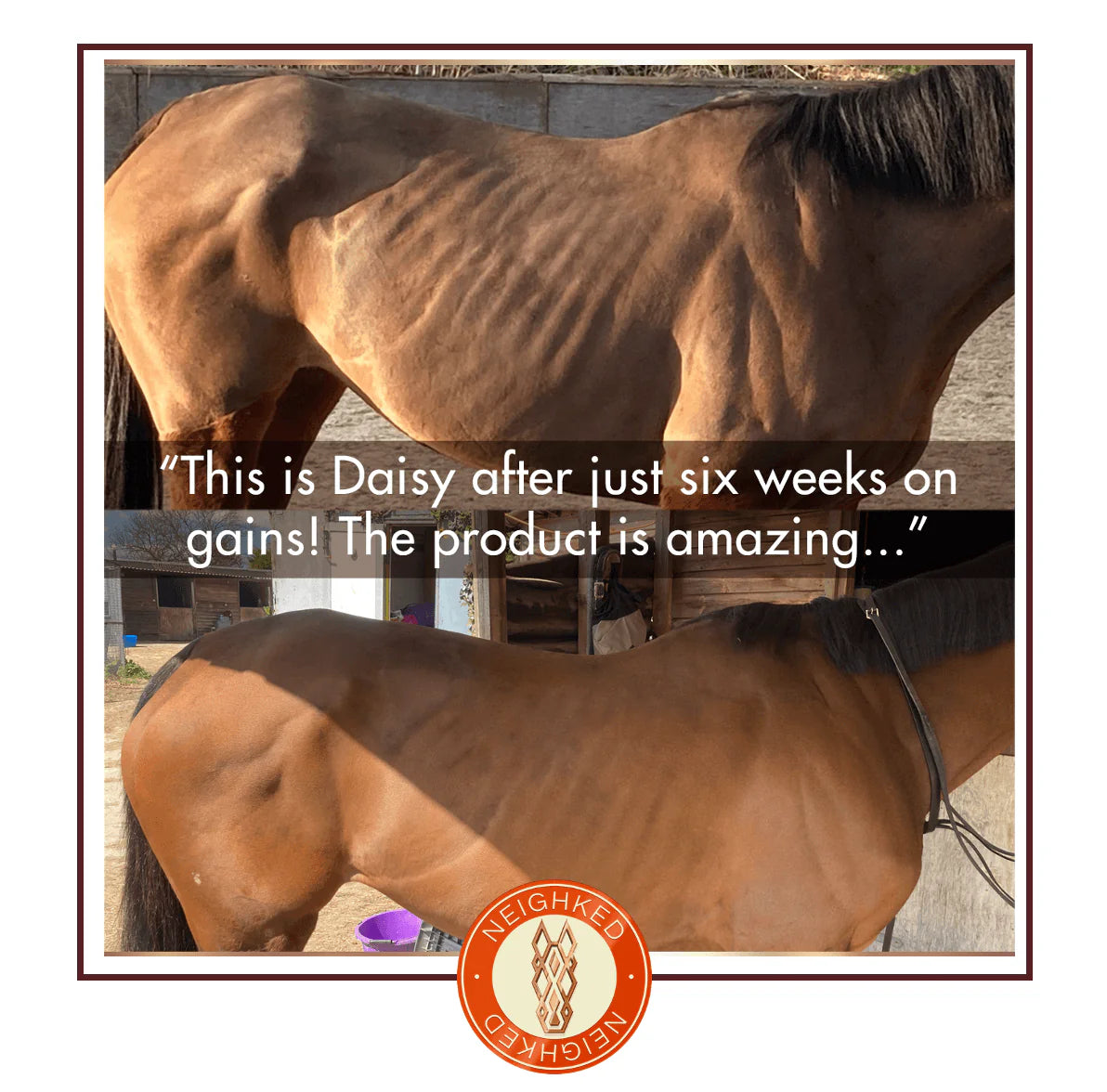 HERCULES – EQUINE MUSCLE FUNCTION & CONSTRUCTION