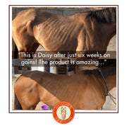 HERCULES – EQUINE MUSCLE FUNCTION & CONSTRUCTION
